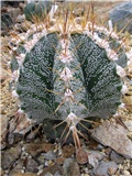 Astrophytum ornatum var. mirabelli (ID.zmaj)